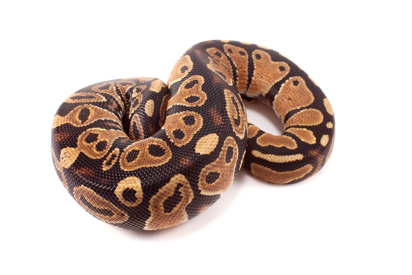 DH Ultramel/Hypo Ball Python
