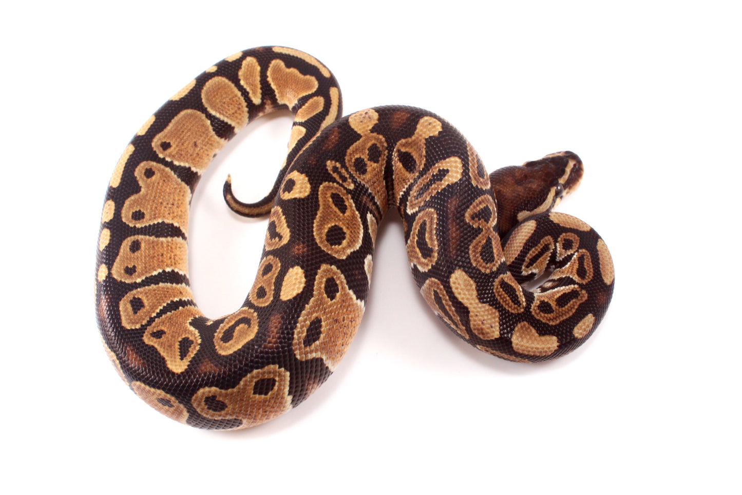 DH Ultramel/Hypo Ball Python