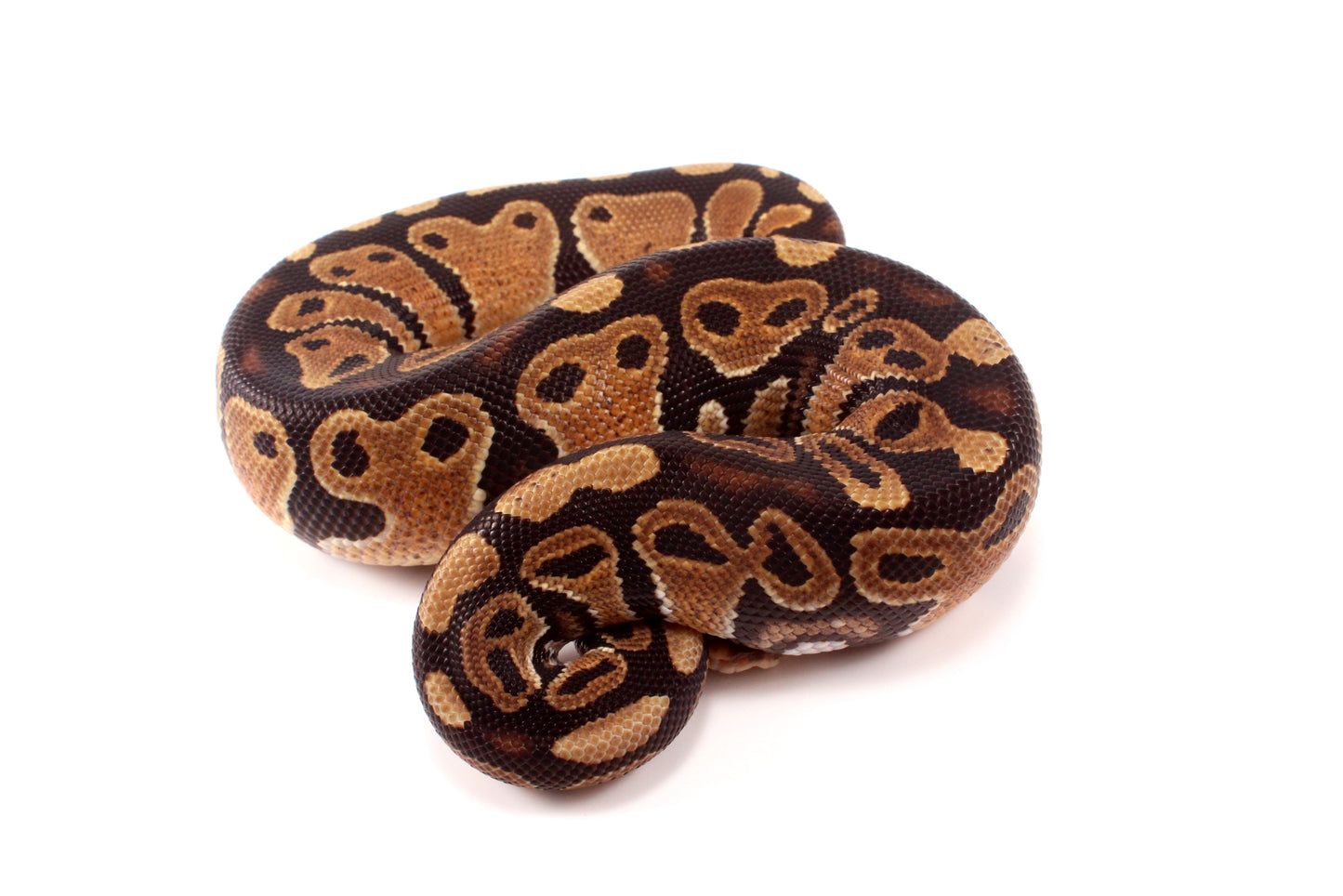 DH Ultramel/Hypo Ball Python