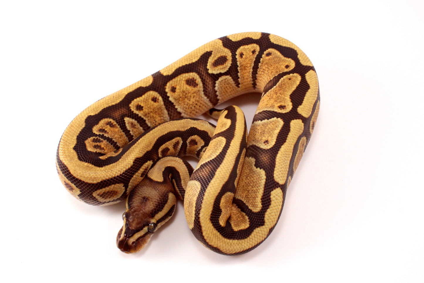 Black Pastel Enchi Vanilla Ball Python