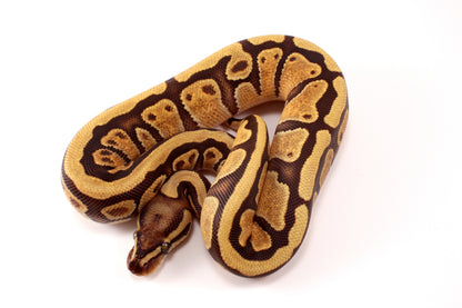 Black Pastel Enchi Vanilla Ball Python