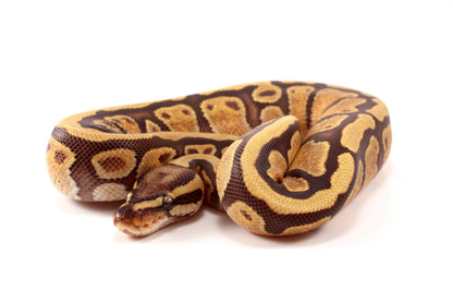 Black Pastel Enchi Vanilla Ball Python