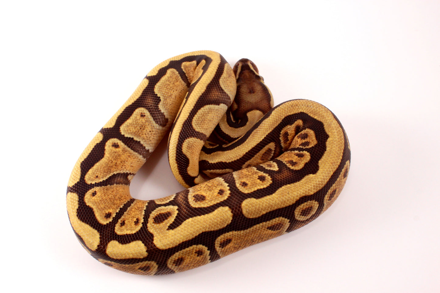Black Pastel Enchi Vanilla Ball Python