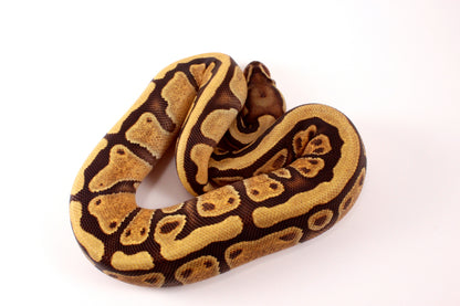 Black Pastel Enchi Vanilla Ball Python