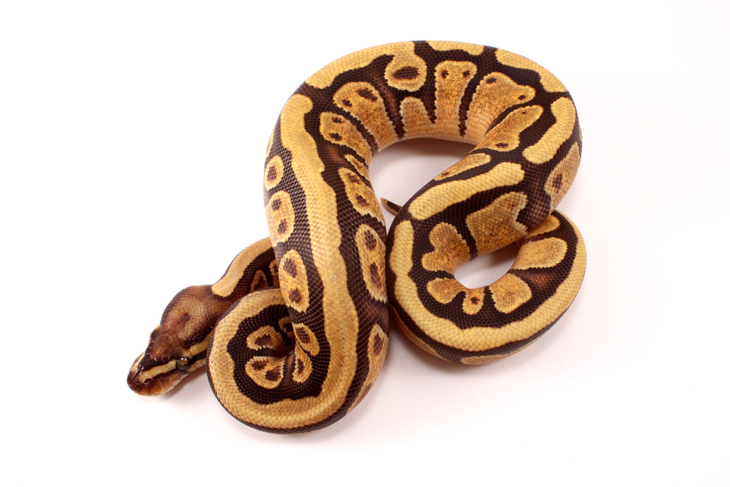Black Pastel Enchi Vanilla Ball Python