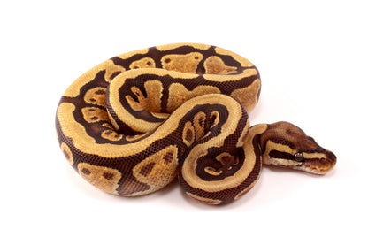 Black Pastel Enchi Vanilla Ball Python