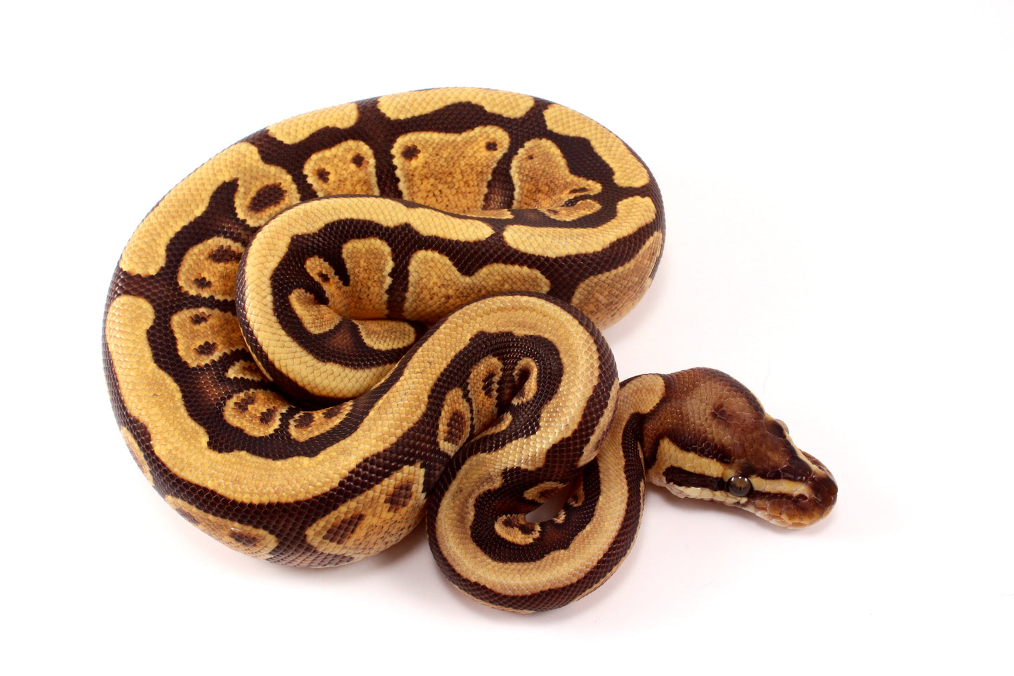 Black Pastel Enchi Vanilla Ball Python