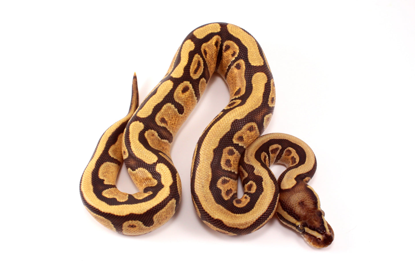 Black Pastel Enchi Vanilla Ball Python