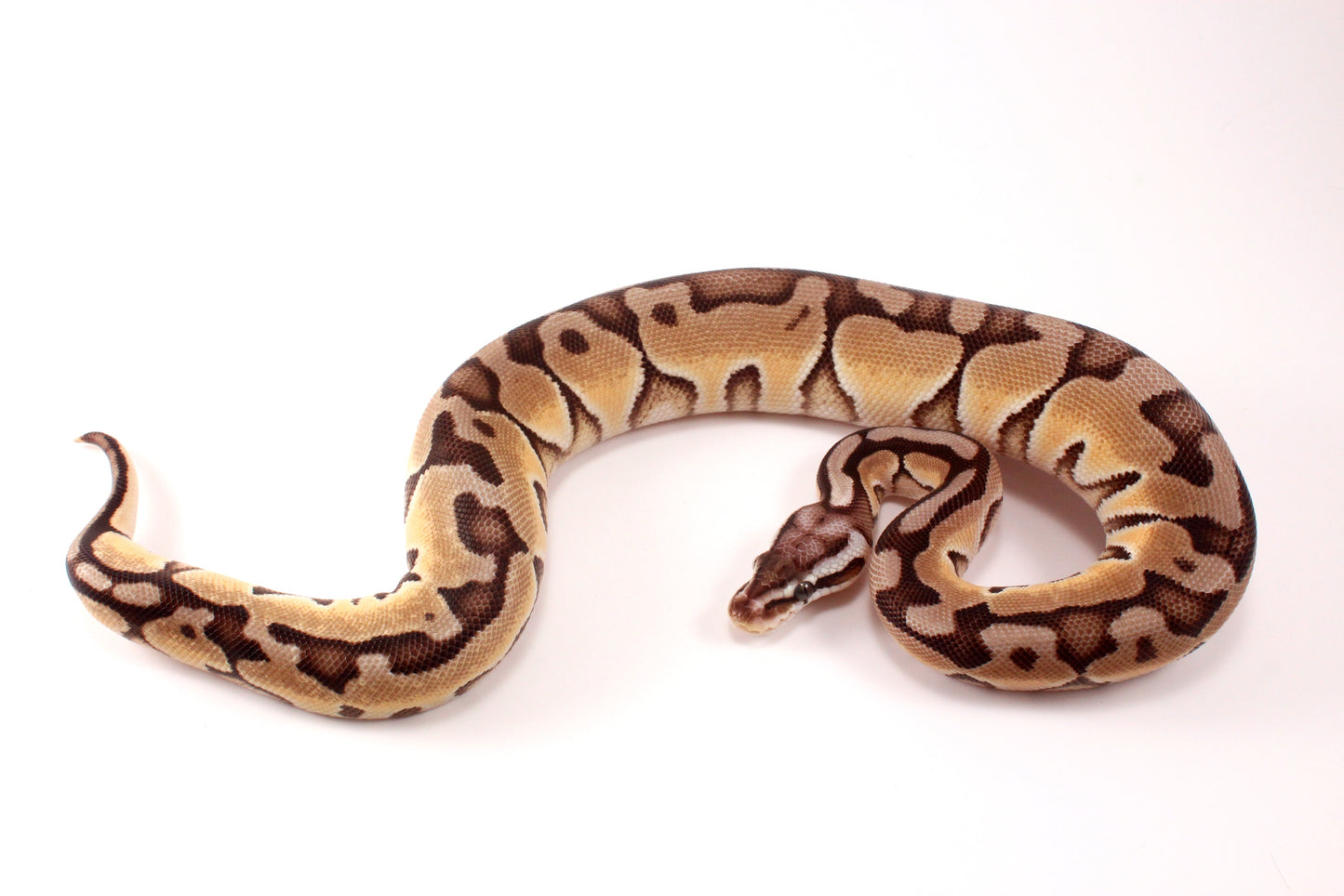 Pastel Cinnamon Enchi h. DG Ball Python