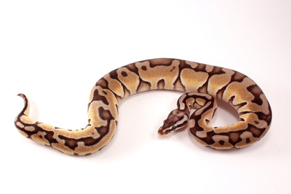 Pastel Cinnamon Enchi h. DG Ball Python