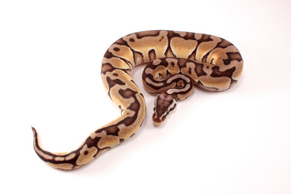 Pastel Cinnamon Enchi h. DG Ball Python