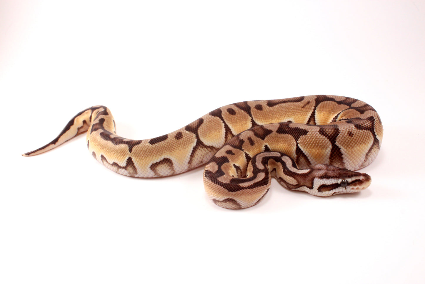 Pastel Cinnamon Enchi h. DG Ball Python