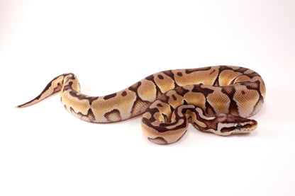 Pastel Cinnamon Enchi h. DG Ball Python