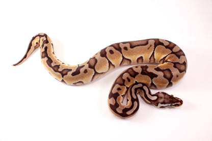 Pastel Cinnamon Enchi h. DG Ball Python