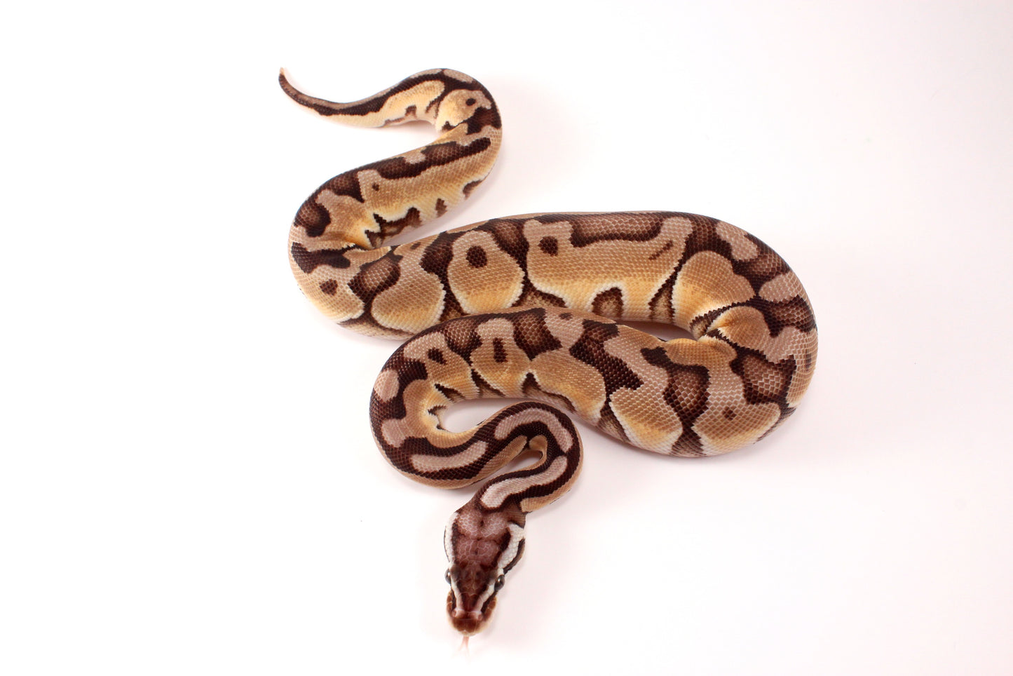Pastel Cinnamon Enchi h. DG Ball Python
