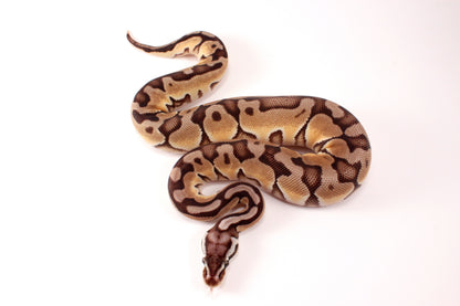 Pastel Cinnamon Enchi h. DG Ball Python