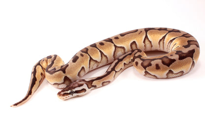 Pastel Cinnamon Enchi h. DG Ball Python