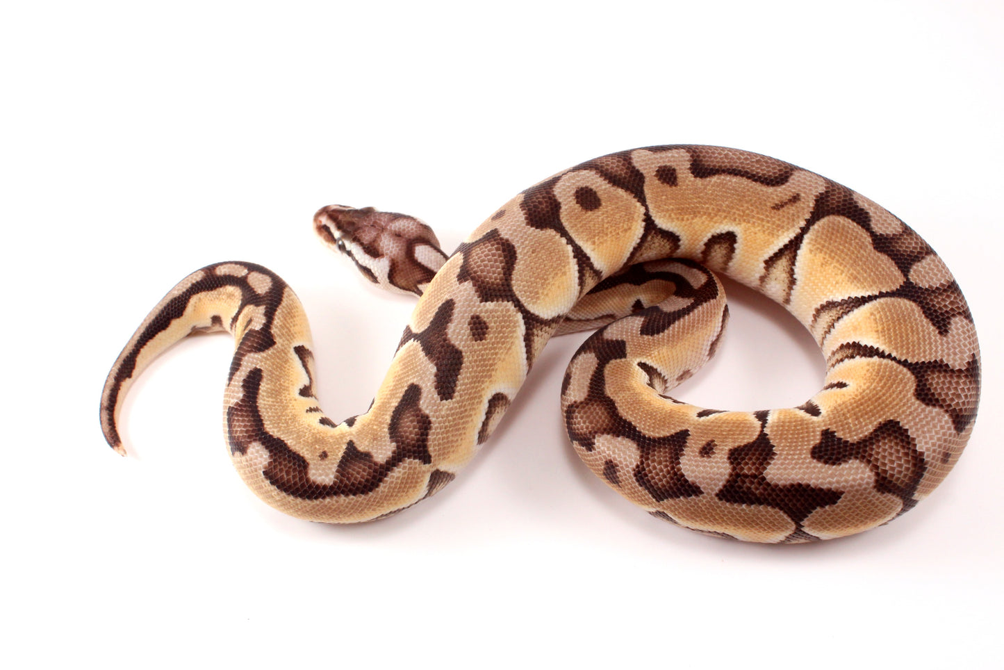Pastel Cinnamon Enchi h. DG Ball Python