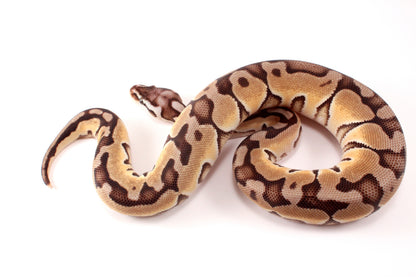 Pastel Cinnamon Enchi h. DG Ball Python