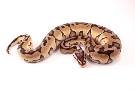 Pastel Cinnamon Enchi h. DG Ball Python