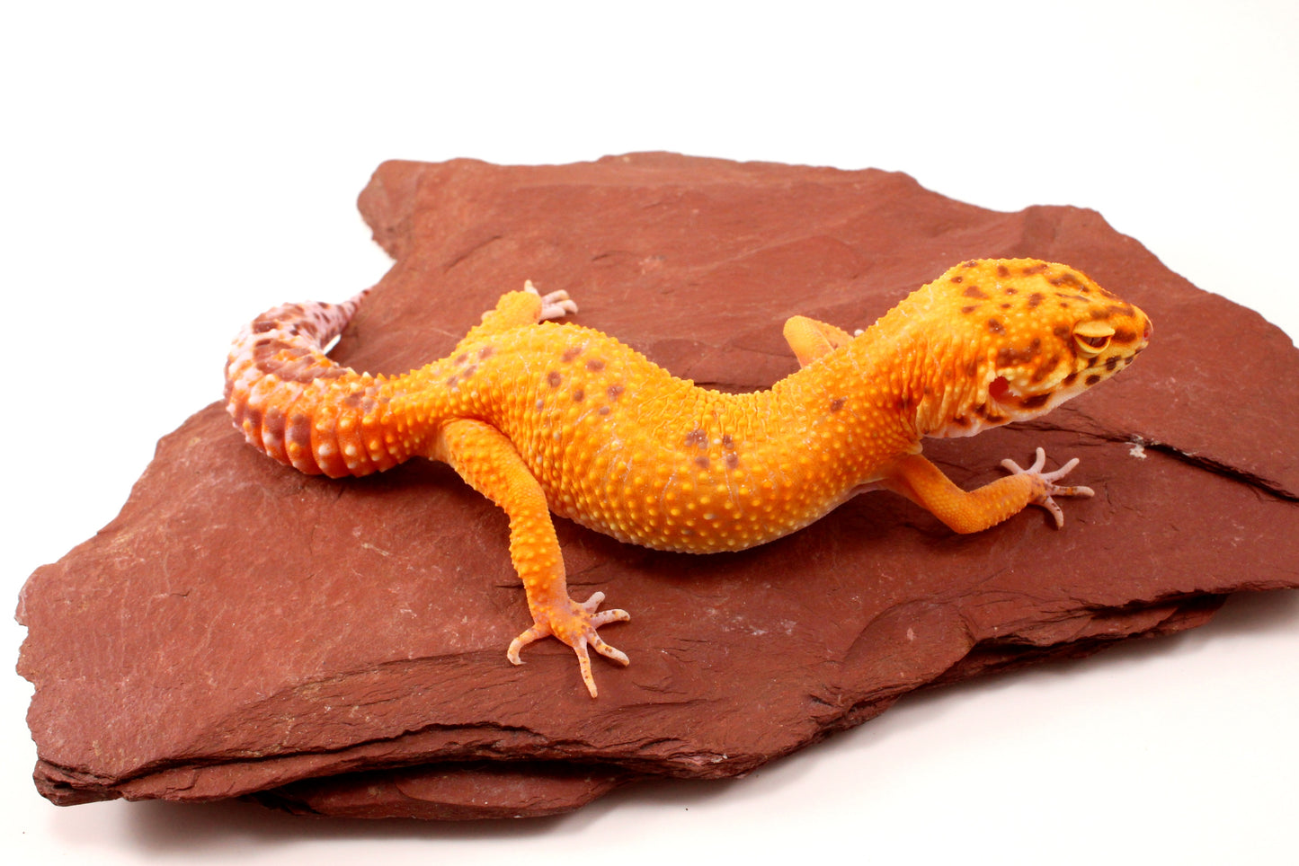 Tremper Sunglow Leopard Gecko