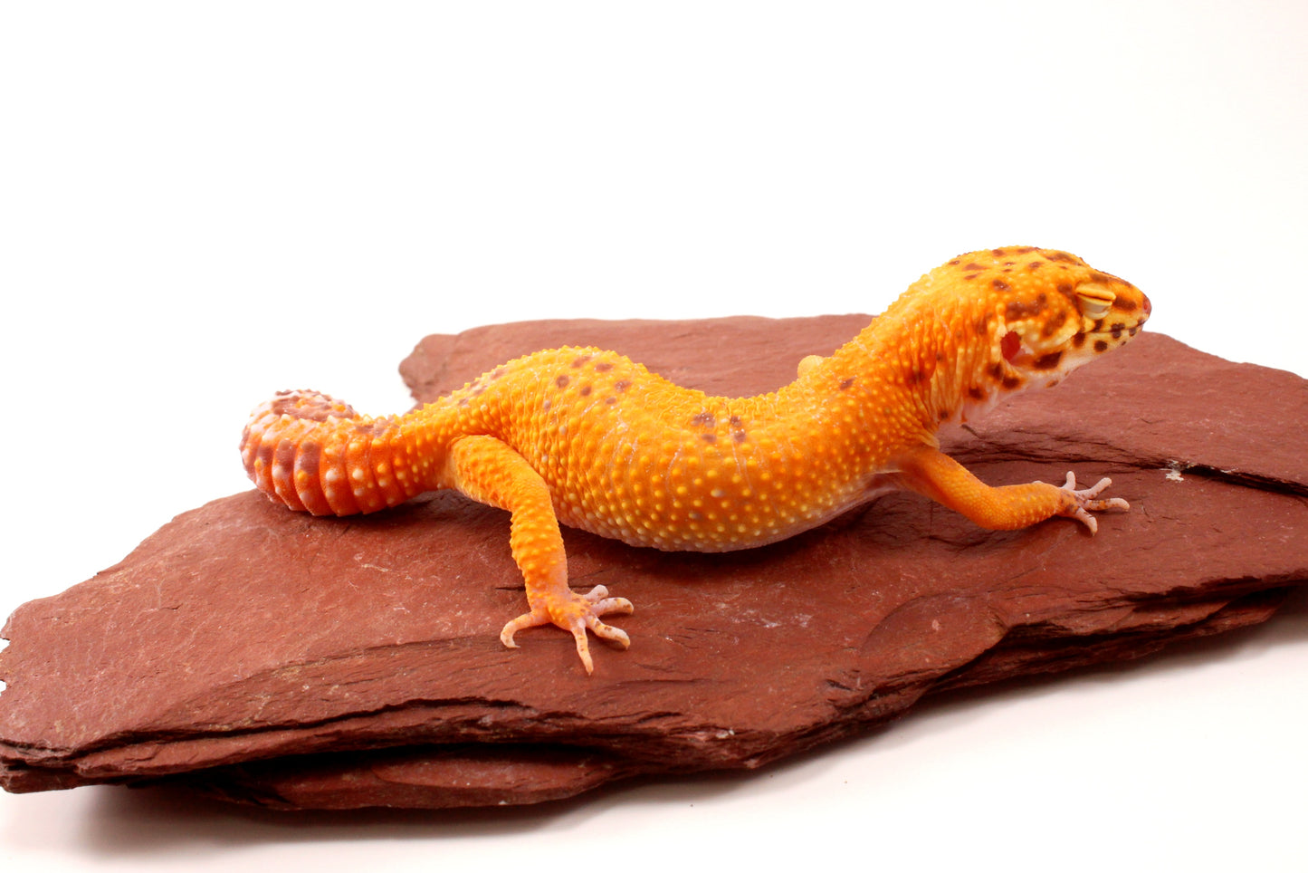 Tremper Sunglow Leopard Gecko