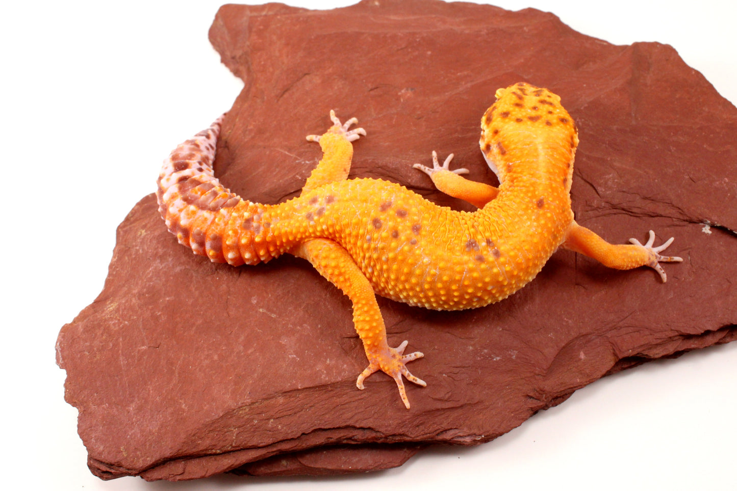 Tremper Sunglow Leopard Gecko