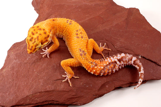Tremper Sunglow Leopard Gecko
