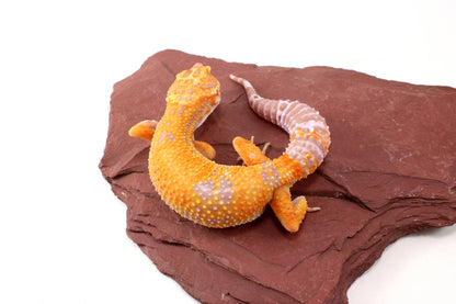 Tremper Sunglow Leopard Gecko