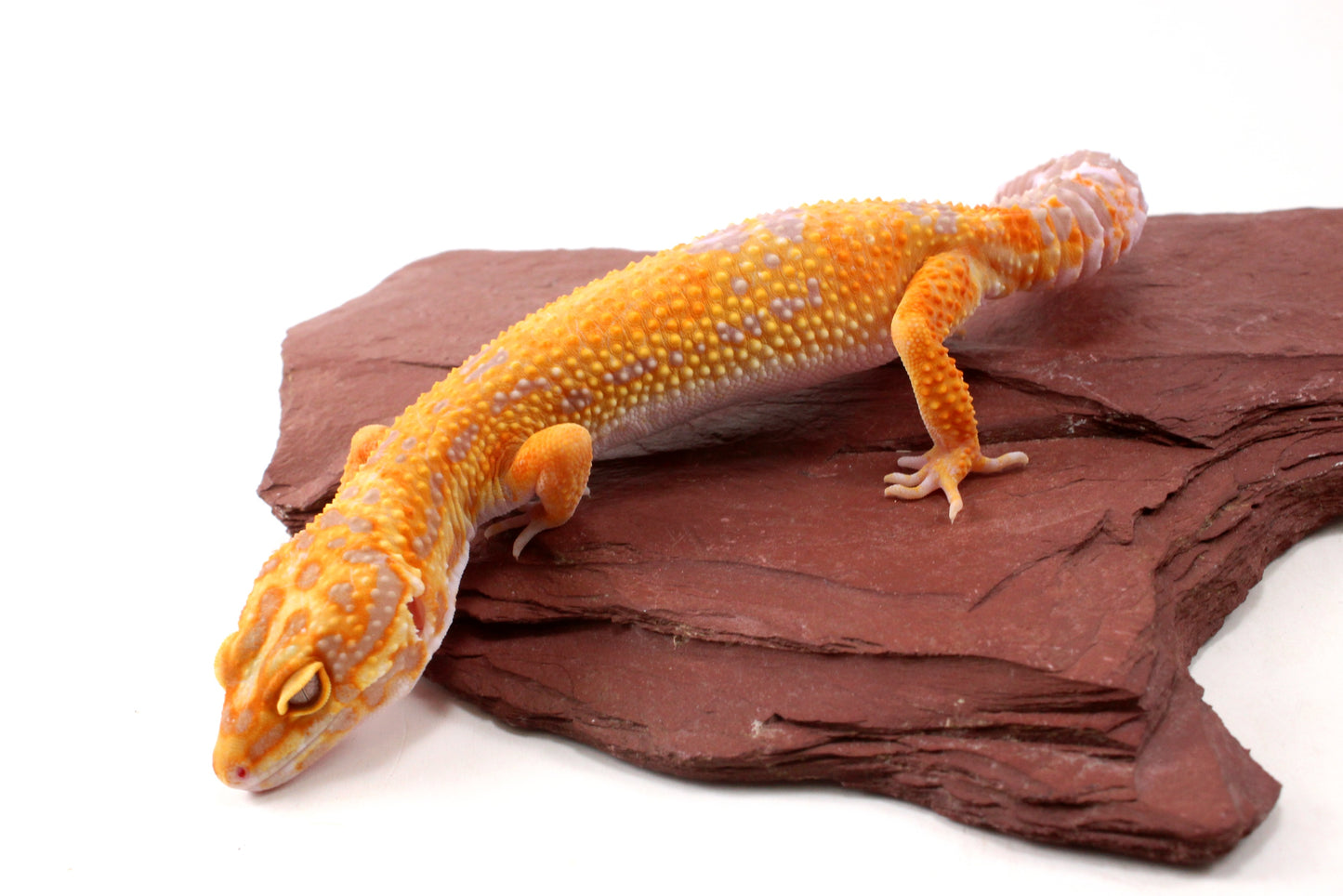 Tremper Sunglow Leopard Gecko