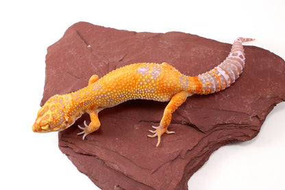 Tremper Sunglow Leopard Gecko