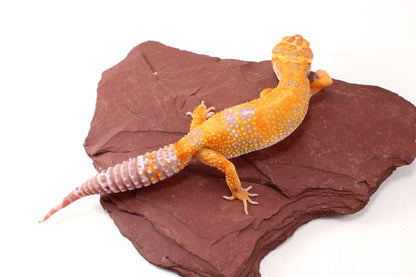Tremper Sunglow Leopard Gecko