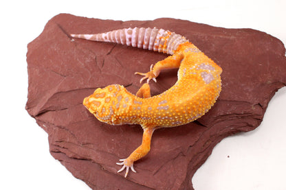 Tremper Sunglow Leopard Gecko
