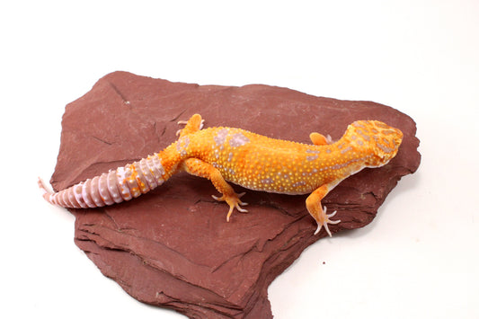 Tremper Sunglow Leopard Gecko