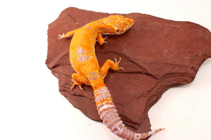 Tremper Sunglow Leopard Gecko