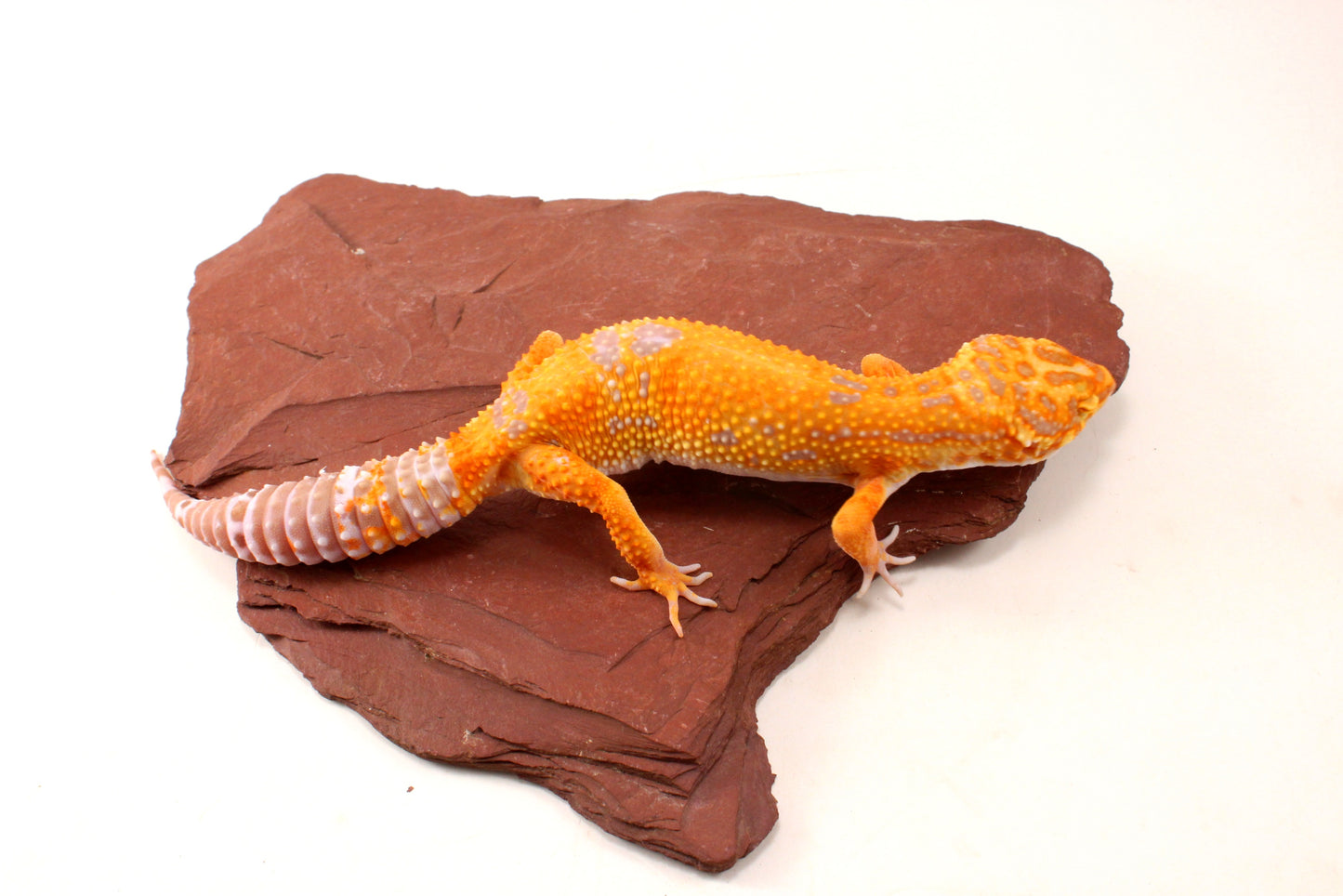 Tremper Sunglow Leopard Gecko
