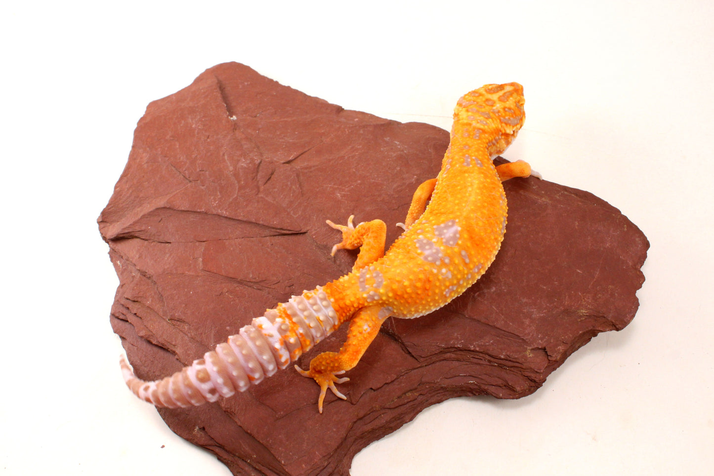 Tremper Sunglow Leopard Gecko