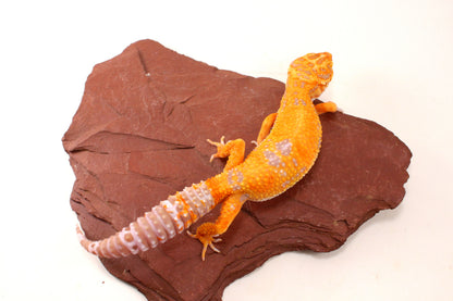 Tremper Sunglow Leopard Gecko