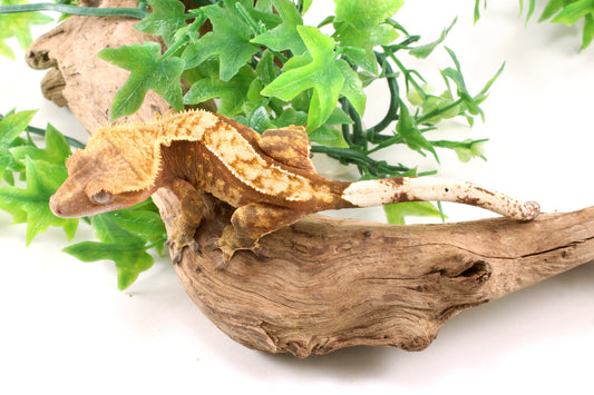 Red Harlequin Crested Gecko