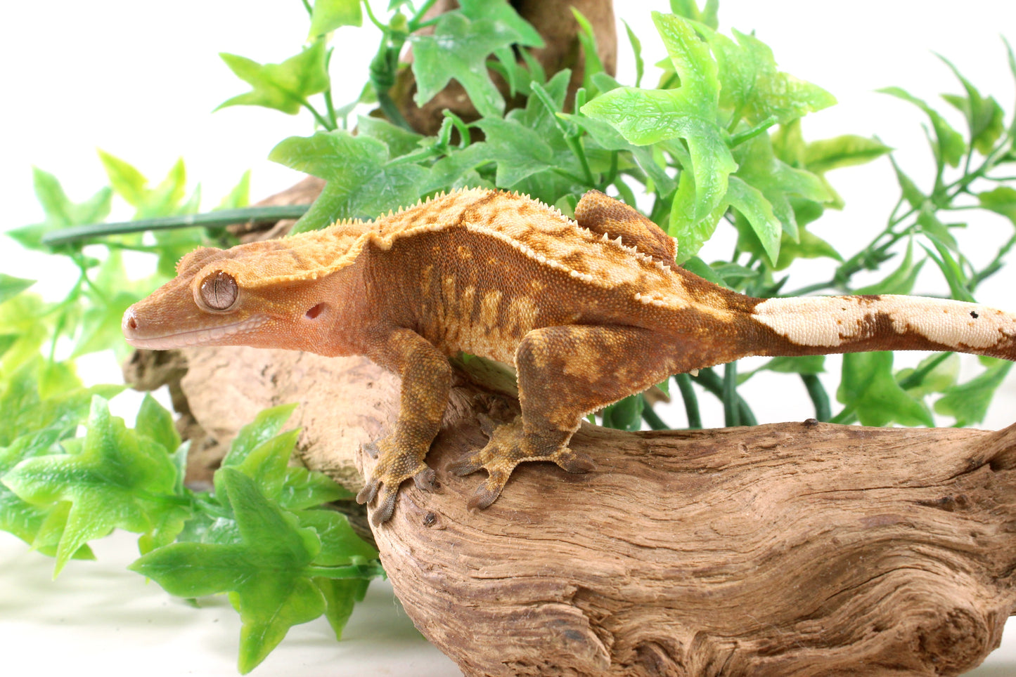 Red Harlequin Crested Gecko