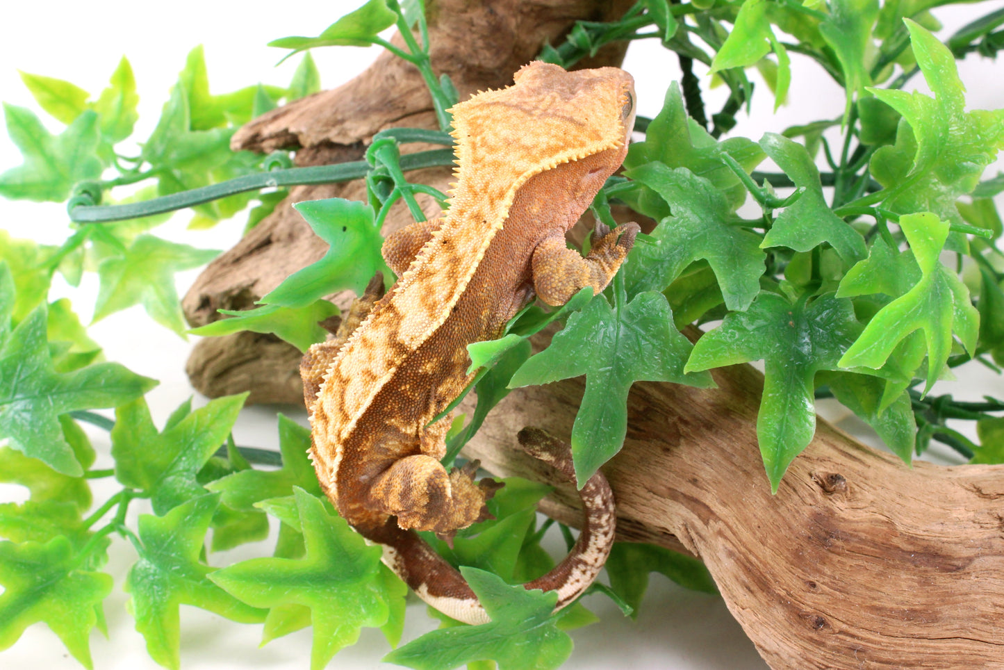 Red Harlequin Crested Gecko