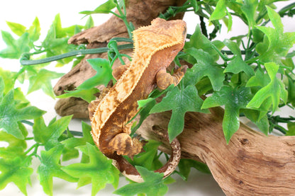 Red Harlequin Crested Gecko