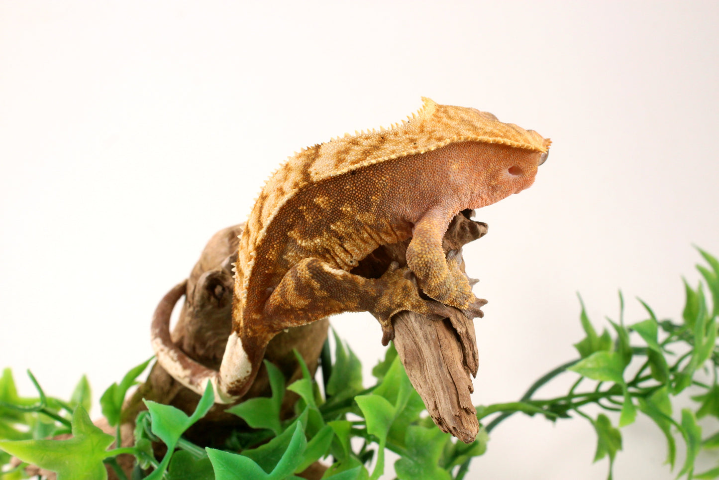 Red Harlequin Crested Gecko