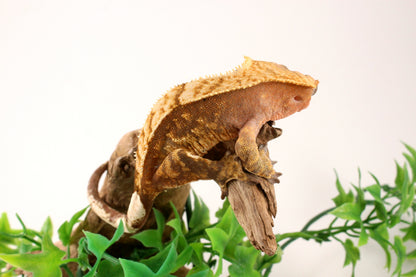 Red Harlequin Crested Gecko