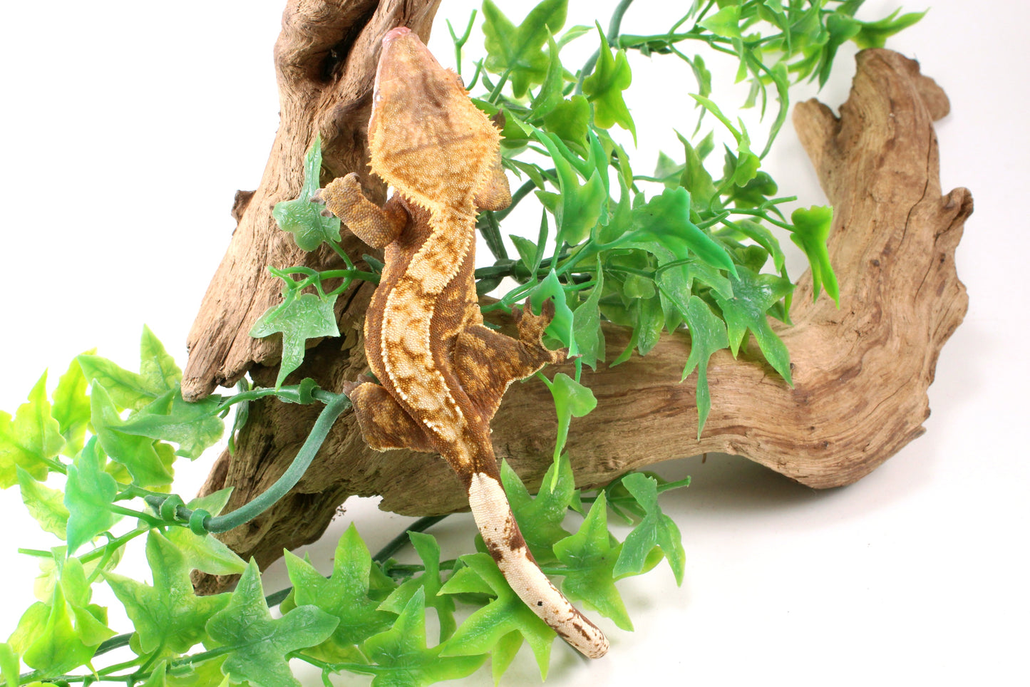 Red Harlequin Crested Gecko