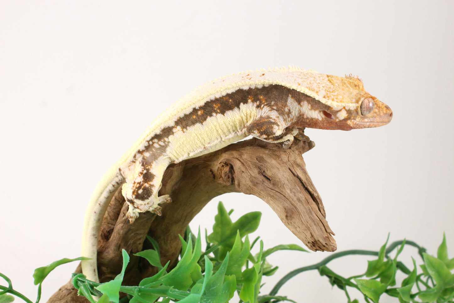 Bold Lily White Crested Gecko