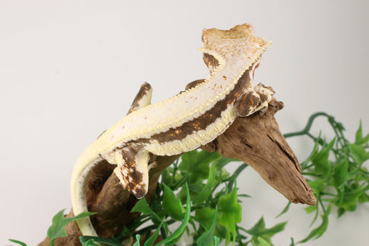 Bold Lily White Crested Gecko