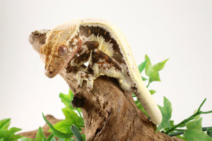 Bold Lily White Crested Gecko