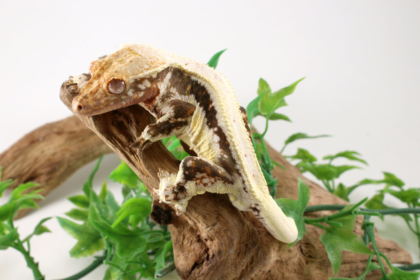 Bold Lily White Crested Gecko