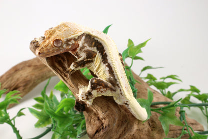 Bold Lily White Crested Gecko